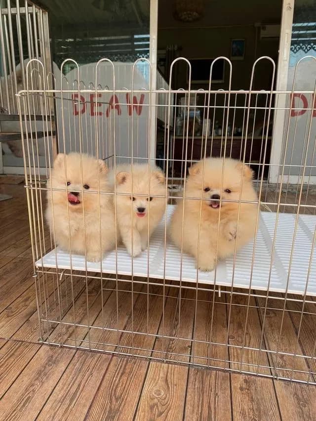 ลูกปอมแท้ มีบริการจัดส่งทั่วประเทศ