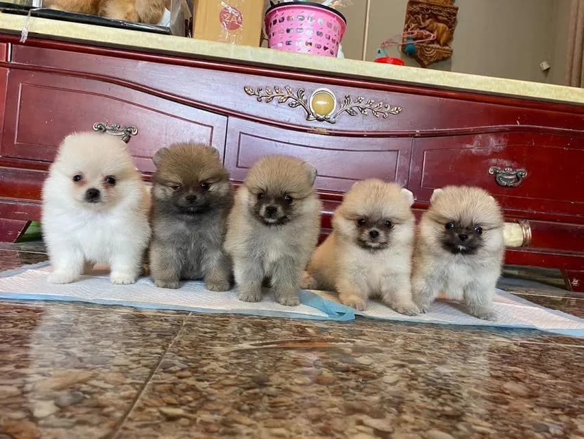 ลูกปอมแท้ มีบริการจัดส่งทั่วประเทศ