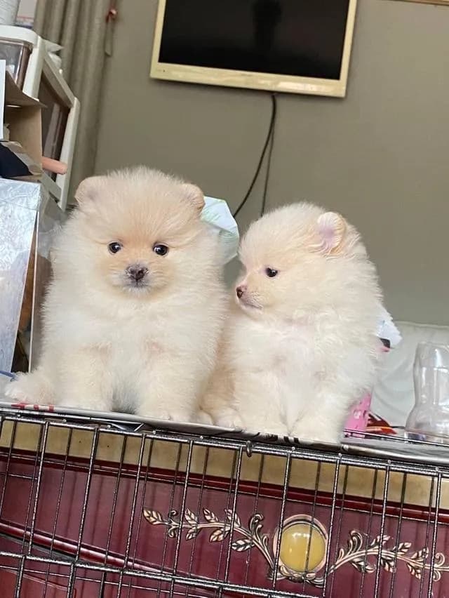 ลูกปอมแท้ มีบริการจัดส่งทั่วประเทศ