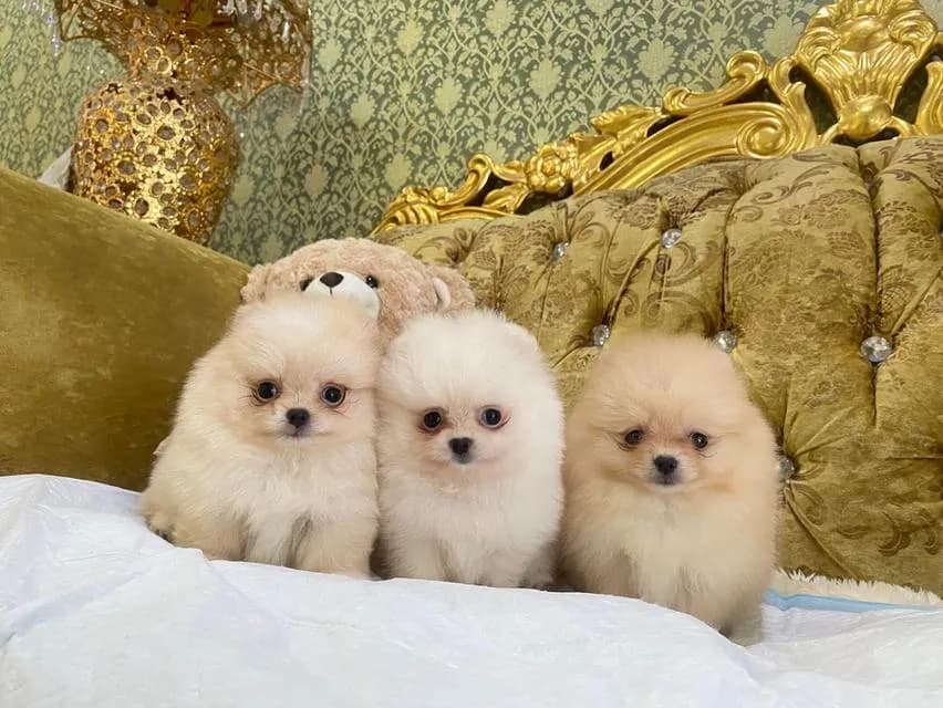 ลูกปอมแท้ มีบริการจัดส่งทั่วประเทศ