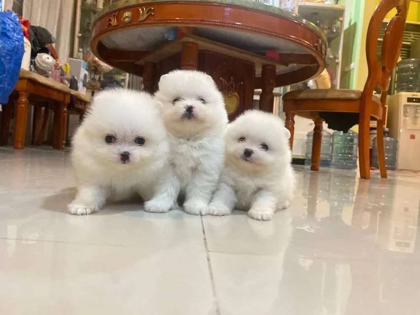 ลูกปอมแท้ มีบริการจัดส่งทั่วประเทศ