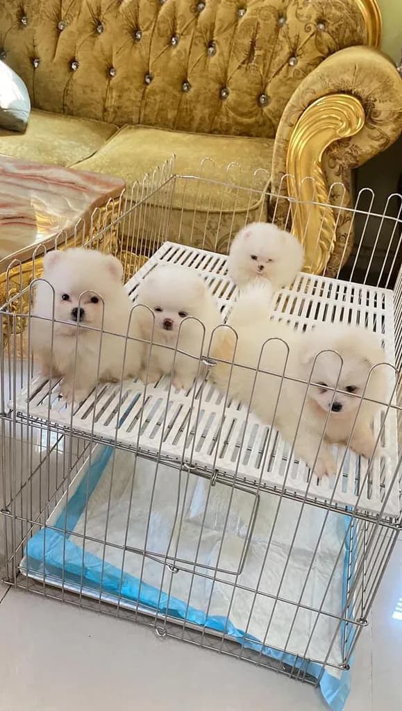 ลูกปอมแท้ มีบริการจัดส่งทั่วประเทศ