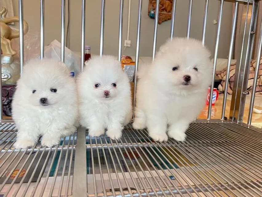 ลูกปอมแท้ มีบริการจัดส่งทั่วประเทศ