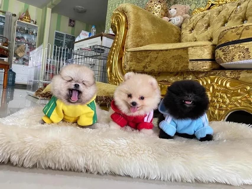 ลูกปอมแท้ มีบริการจัดส่งทั่วประเทศ