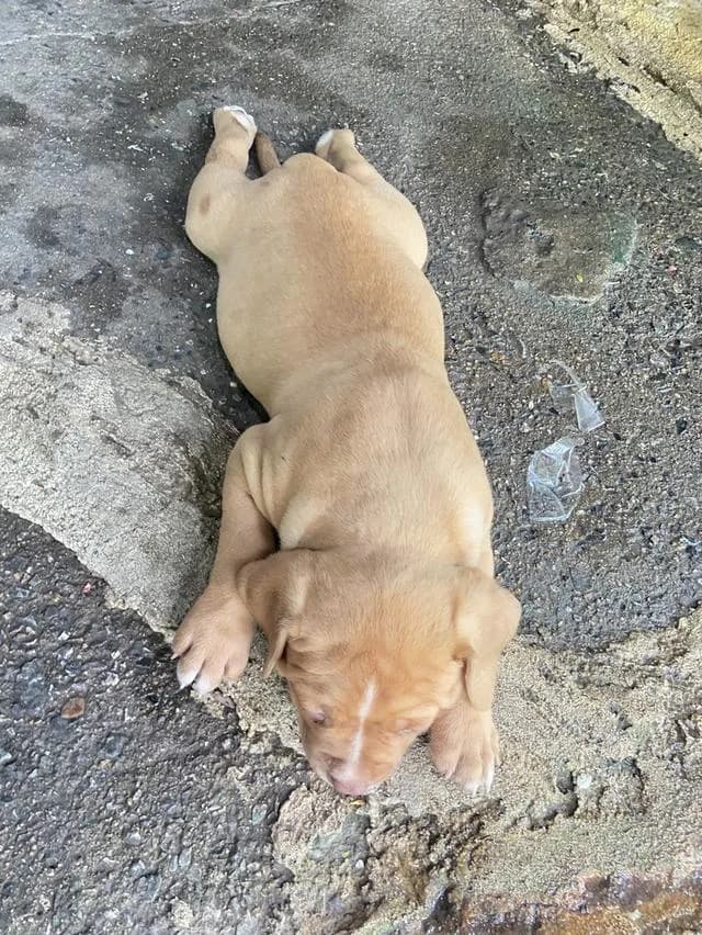 ลูกสุนัขแบนด็อก น่ารักๆ