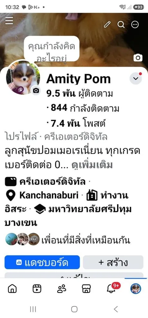ปอมแท้เพศเมีย ไซด์เล็ก