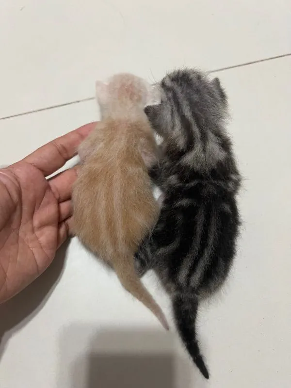 เปิดจองลูกแมว อเมริกันช๊อตแฮร์