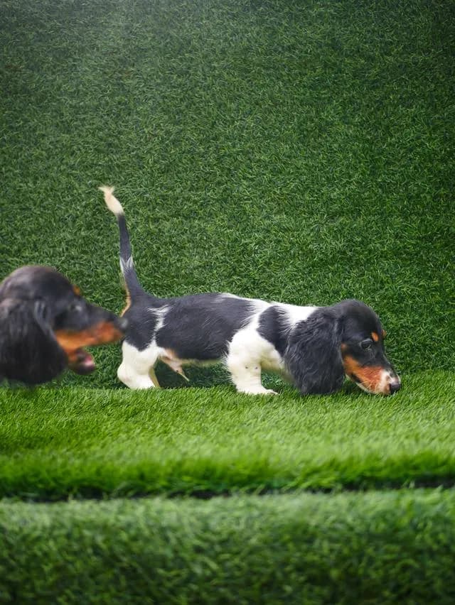 น้องดัชชุน ขนยาว เพศผู้ สีpiebald วัคซีนครบ