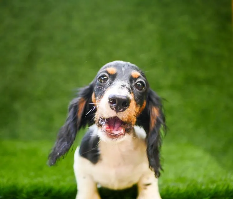 น้องดัชชุน ขนยาว เพศผู้ สีpiebald วัคซีนครบ