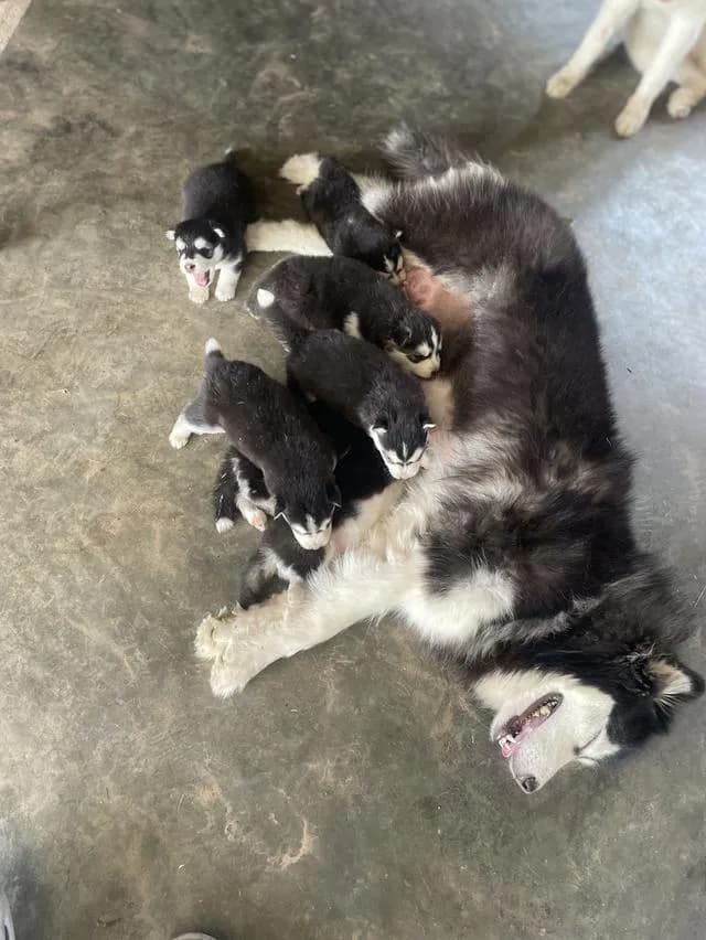 ไซบีเรียฮัสกี้ วูลลี้โค้ล