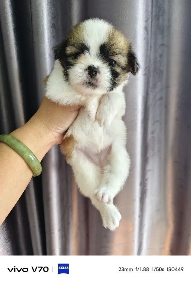 ลูกครึ่งชิวาว่าชิสุ