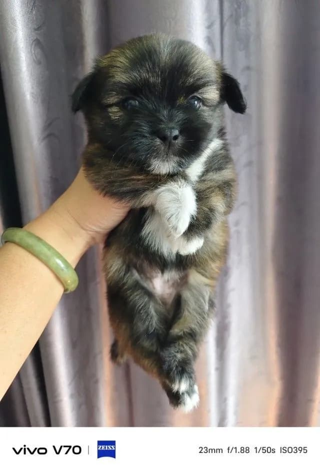 ลูกครึ่งชิวาว่าชิสุ