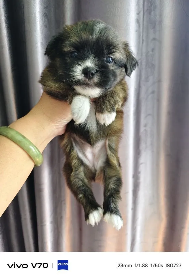 ลูกครึ่งชิวาว่าชิสุ