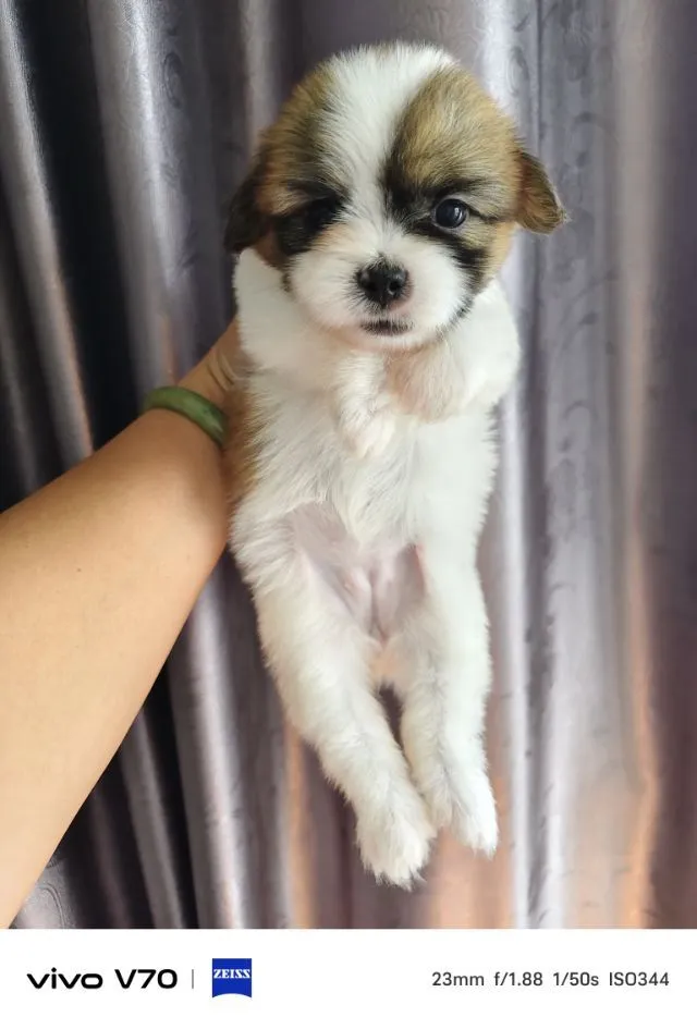 ลูกครึ่งชิวาว่าชิสุ