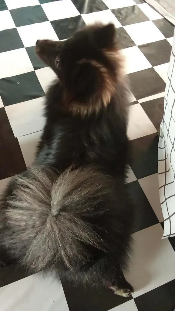 Black phomaranian dog