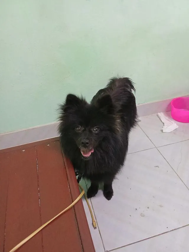 Black phomaranian dog