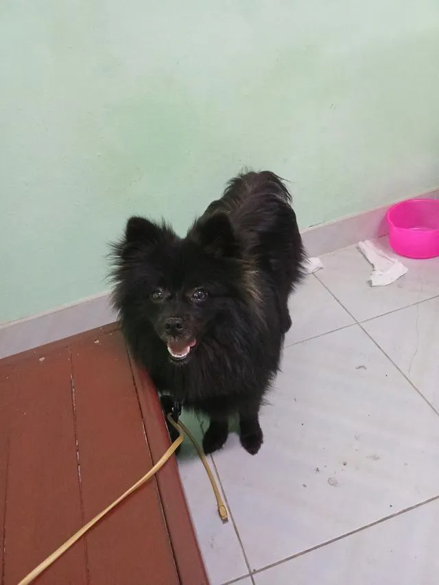 Black phomaranian dog