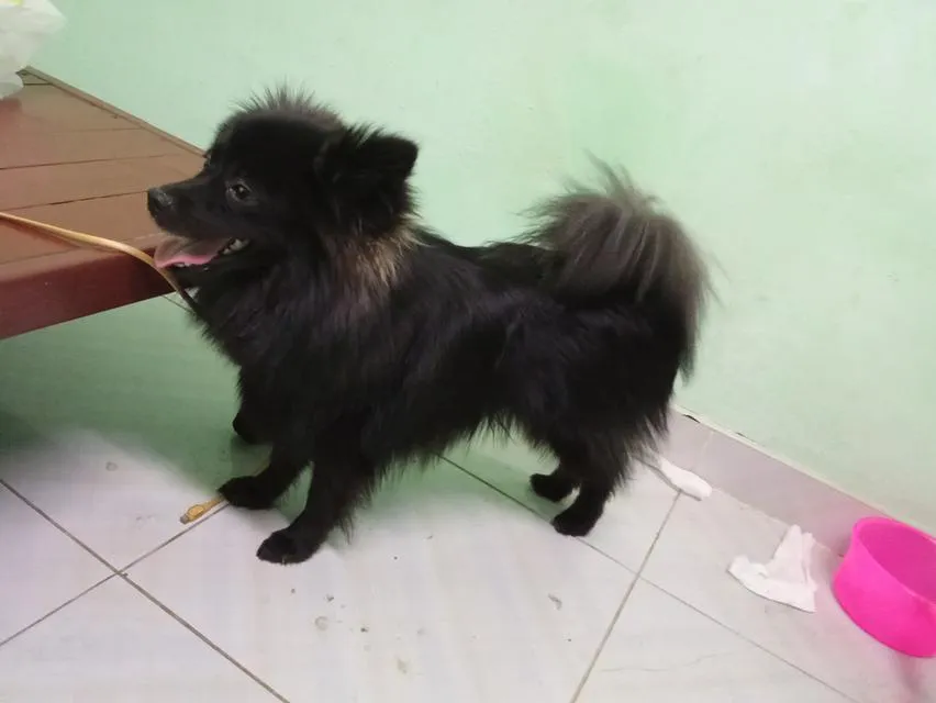 Black phomaranian dog