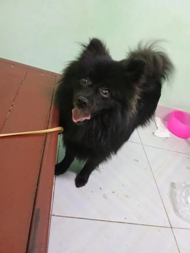 Black phomaranian dog