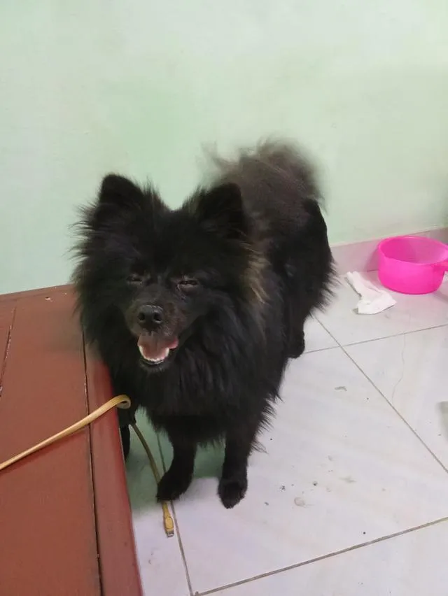 Black phomaranian dog