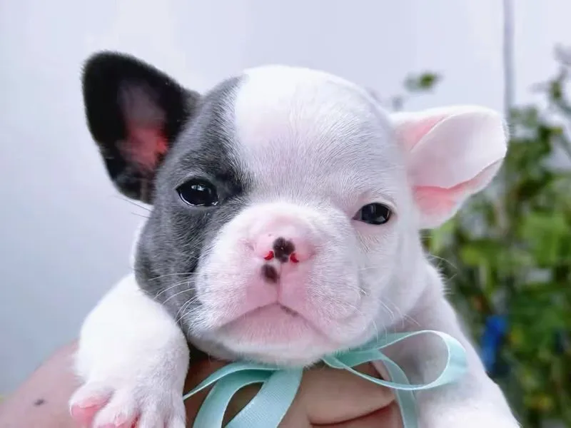 เฟรนบลูด็อก ชายสีบลูพายตาฟ้า