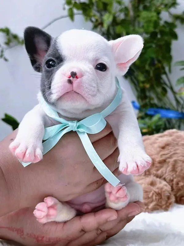 เฟรนบลูด็อก ชายสีบลูพายตาฟ้า