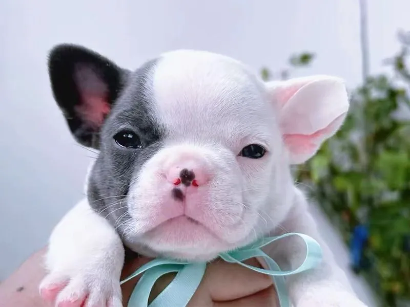 เฟรนบลูด็อก ชายสีบลูพายตาฟ้า