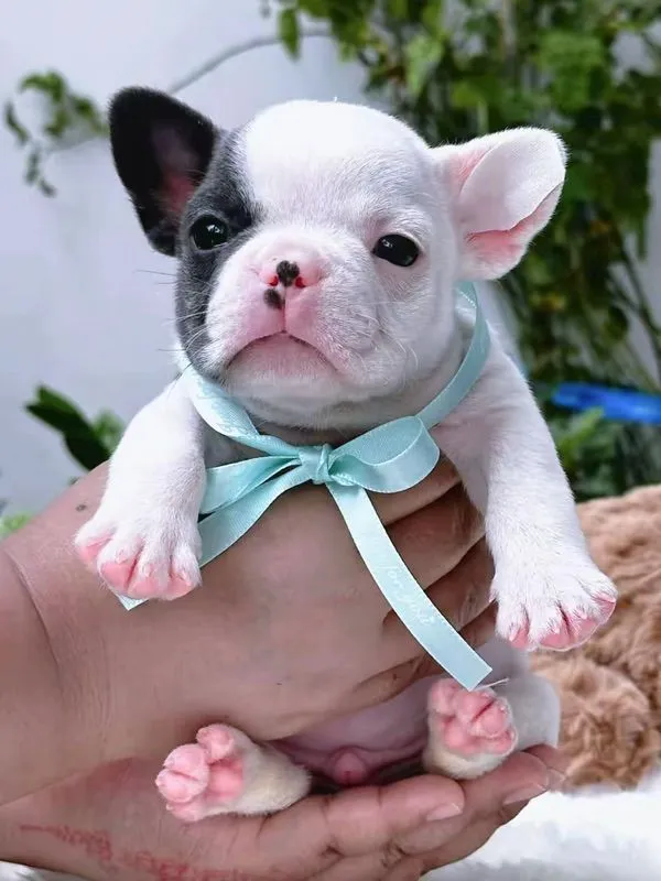 เฟรนบลูด็อก ชายสีบลูพายตาฟ้า