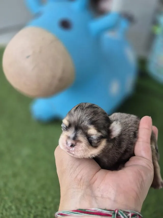ลูกสุนัขสายพัน์ชิวาว่า