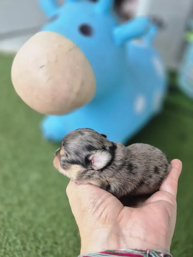 ลูกสุนัขสายพัน์ชิวาว่า