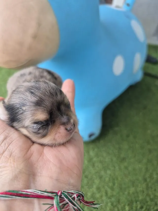 ลูกสุนัขสายพัน์ชิวาว่า