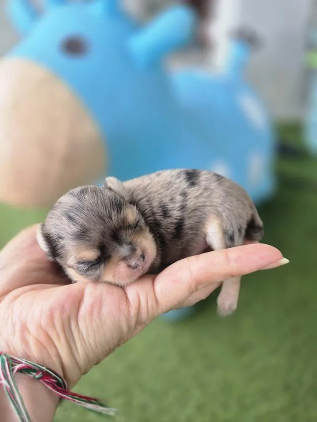 ลูกสุนัขสายพัน์ชิวาว่า