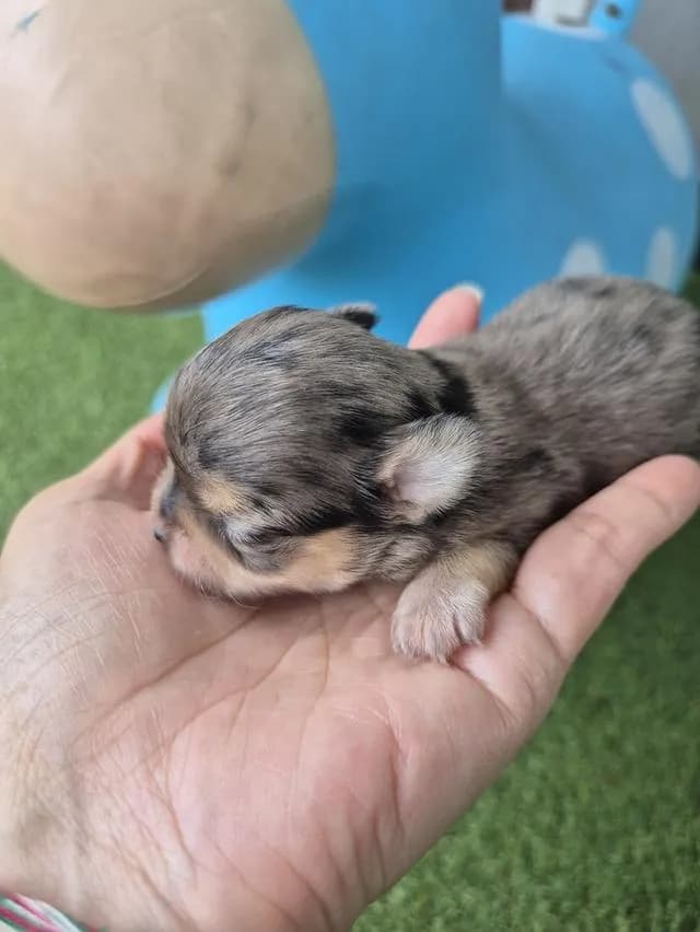 ลูกสุนัขสายพัน์ชิวาว่า
