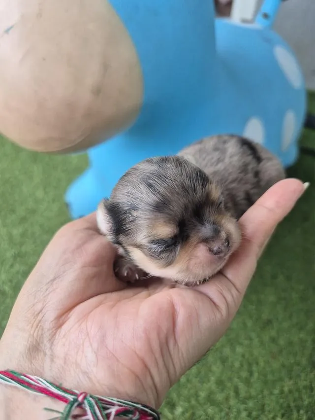 ลูกสุนัขสายพัน์ชิวาว่า