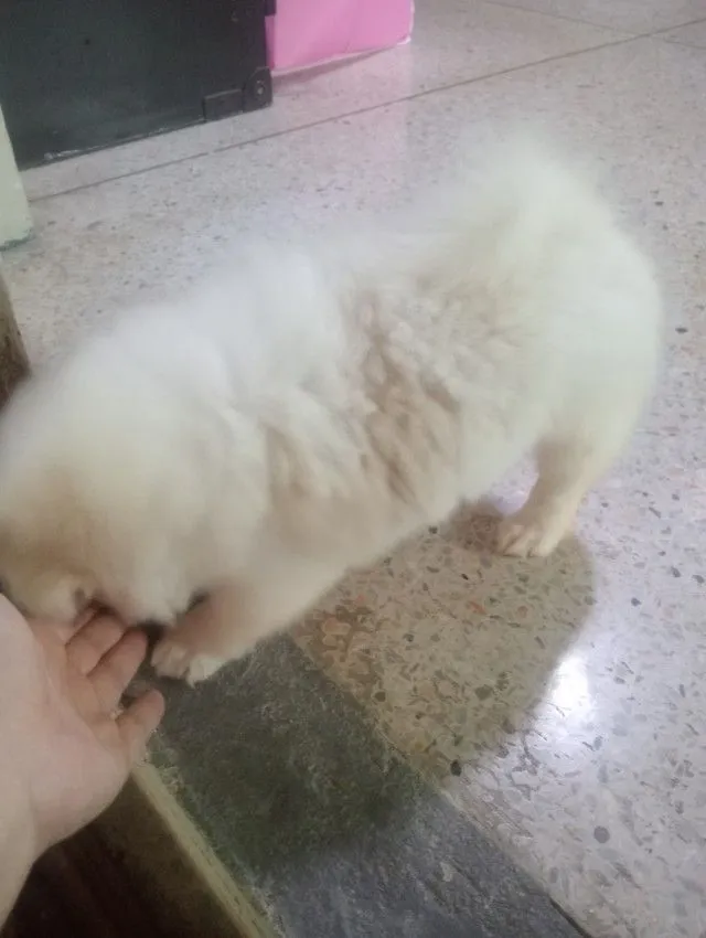 ชิสุผสม