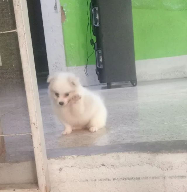 ชิสุผสม