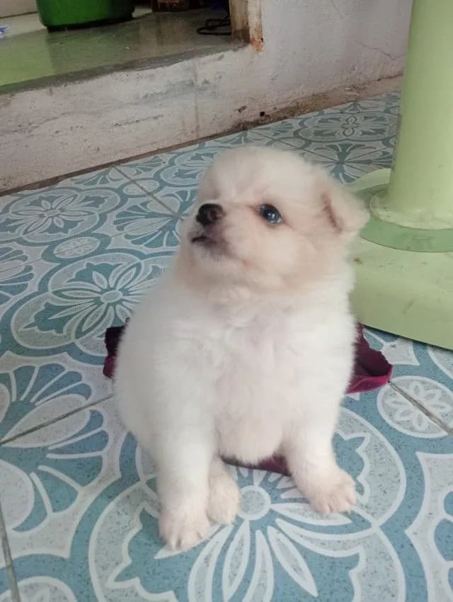 ชิสุผสม