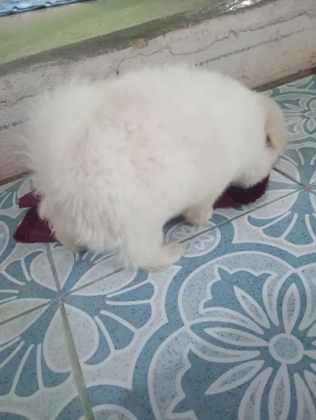 ชิสุผสม