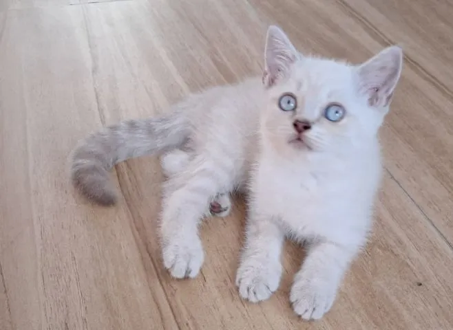 ลูกแมว scottish Fold ตาฟ้า