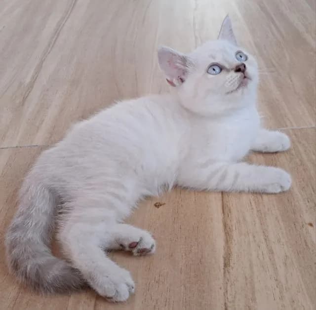 ลูกแมว scottish Fold ตาฟ้า