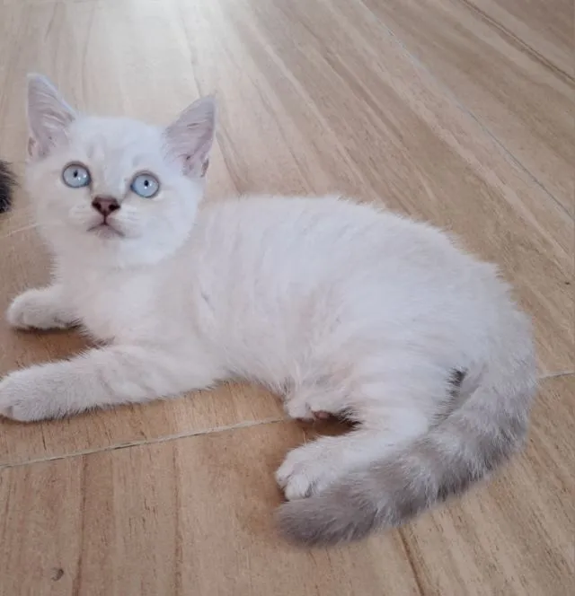 ลูกแมว scottish Fold ตาฟ้า