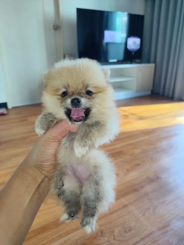 ปอมไซร้เล๋ก