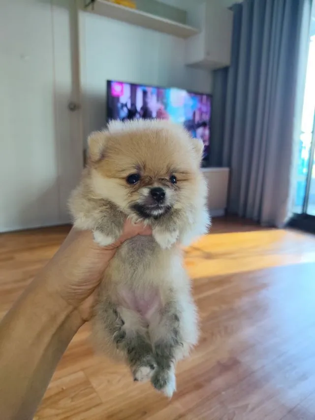 ปอมไซร้เล๋ก
