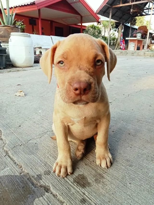 สุนัขสายพันธุ์พิทบูล