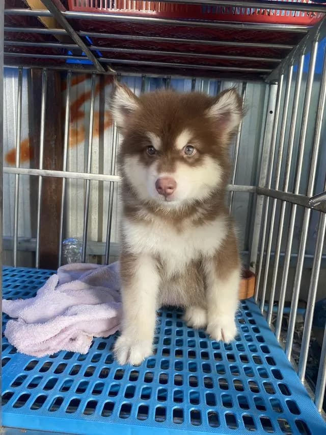 ❌❌ได้บ้านแล้ว❌❌อลาสกัน มาลามิว ผู้หญิง
