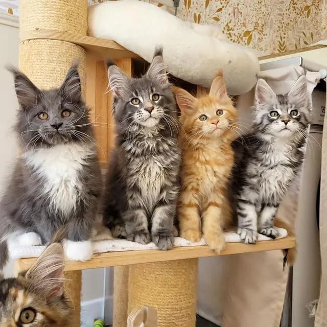 Maine Coon Kittens for sale