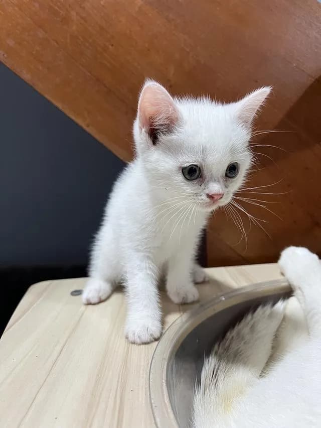Scottish fold อายุ 2 เดือนครึ่ง พร้อมเข้าโรงเรียนแล้วค่า