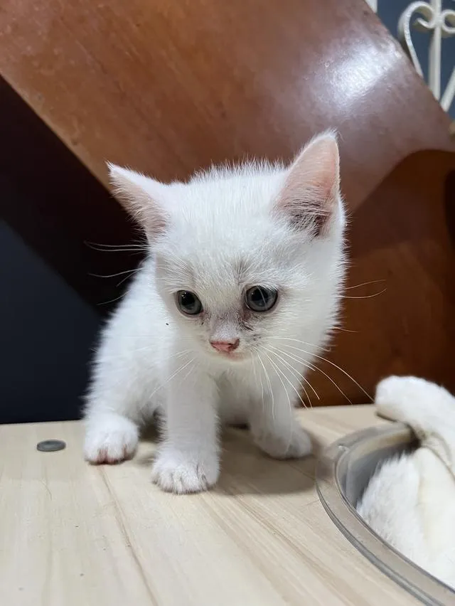 Scottish fold อายุ 2 เดือนครึ่ง พร้อมเข้าโรงเรียนแล้วค่า