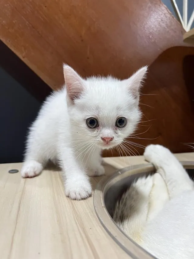 Scottish fold อายุ 2 เดือนครึ่ง พร้อมเข้าโรงเรียนแล้วค่า