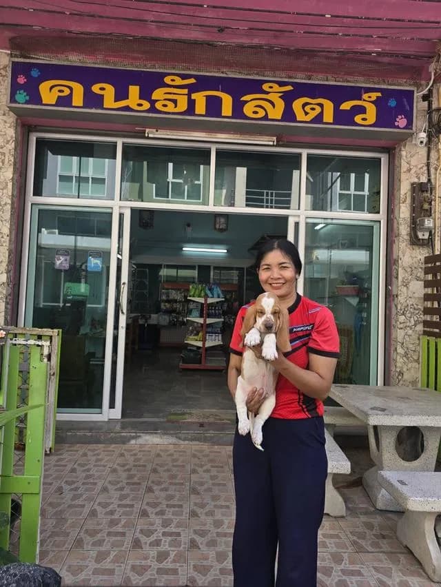 บาสเซ็ตฮาว์ดใบเพ็ดสมาคมพัฒนาพันธุ์สุนัข